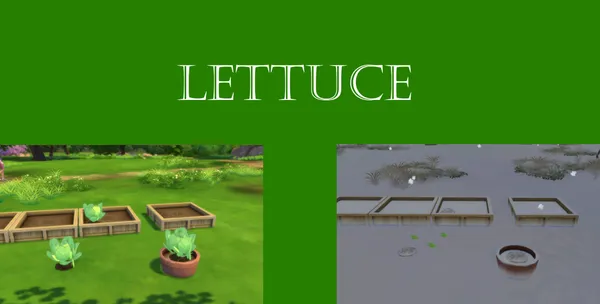 Lettuce Harvestable